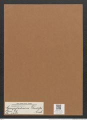 Campylodiscus thuretii Breb. (de-Toni-Nr.: Genus 57, Species 2482) Zeichnungen Sammlung Grunow Mappe 02654 (Herbarium_W_Grunow_drawings_Folder_02654)